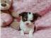 chihuahua welpen d