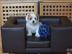 Coton de Tulear Welpen