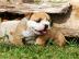 Englische Bulldoggen Welpen