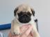 kleine mops Welpen suchen liebevolles Zu