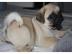 M�pschen (beige & schwarz, m�nnlich)