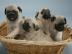 Sch�ne Mops Welpen mit Papieren