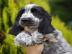 Englisch Cocker Spaniel Welpe
