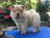 Chow Chow Welpe weiblich, cremefarben mi