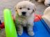 Golden Retriever Welpen zur Adoption Wha