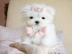 Erstaunliche Teacup Maltesisch Welpen