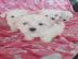 Bichon frise welpen -reinrassigh-mit pap