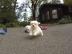 Gesunde malteser Welpen verf�gbar^