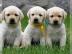 3Labradorwelpen in chocolate mit Ahnenta