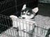 4 Monate alten Husky Welpen