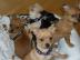 CHIHUAHUA Welpen mit Stammbaum