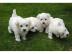 Super MINI Maltese Puppies whatsapp numb