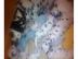 3 S�sse Dalmatiner Welpen suchen ein lie
