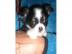 Chihuahua Welpen zur Annahme