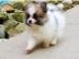 Beautiful Pomeranian puppies