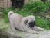 Reinrassige Mops Welpen