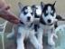 Siberian Husky Welpen mit papieren