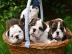 Englische-Bulldoggen-Babys R�de und H�nd