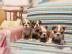 Englische Bulldoggen Welpen mit Papiere