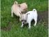 Mini-Chihuahua-Welpen (Langhaar und.  Kur