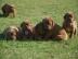Dogue de Bordeaux, Bordeauxdogge