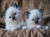 Ragdoll Kitten mit Stammbaum