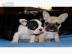 Reinrassige Franz?sische Bulldogge welpe