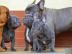S??e Franz?sische Bulldoggen Welpen