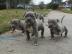 Pitbull blueline welpen 12 Wochen alt ab