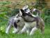 2 s��e Siberian Husky Welpen