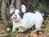 Su�e Franz�sische bulldog welpen