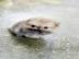 Pomeranian Welpen, m�nnlich