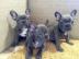 Reinrassige franz?sisch Bulldogge Welpen