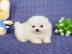Zwei wundersch�ne Zwergspitz (Pomeranian