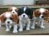 Cavalier King Charles Spaniel Welpe