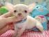 Teacup Chihuahua Welpen !! Absolute Mini