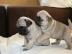 liebenswerte fawnfarbene Mops - Welpen