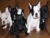 Franz�sische Bulldoggen Welpe Blau Schec