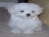 Tierarzt �berpr�ft gesunde Malteser Welp