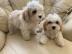 Schattige Cavachon-Welpen