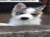 Husky Weiblich @@@