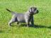 Unsere Cane Corso Welpen d�rfen ausziehe