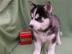 Husky-Welpen