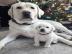 Wundersch?ne Labrador Retriever Welpen z