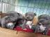 Exclusive American staffordshire Welpen