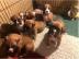 Boxer Welpen bereit zu gehen