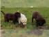 Labrador Retriever Welpen verkaufen