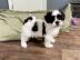M�nnliche und weibliche Shih Tzu Welpen