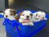 12 Wochen alte englische Bulldogge Welpe