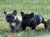 s��er Franz�sische Bulldoggen mit Papie